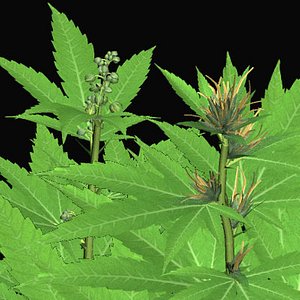 marijuana plant 3d model