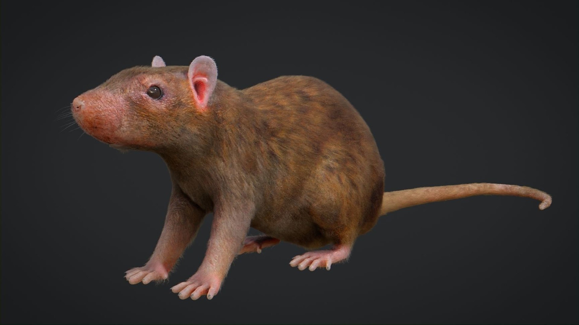 Rat Rigged 3D Model - TurboSquid 2024958