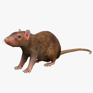 Rat Rigged 3D model