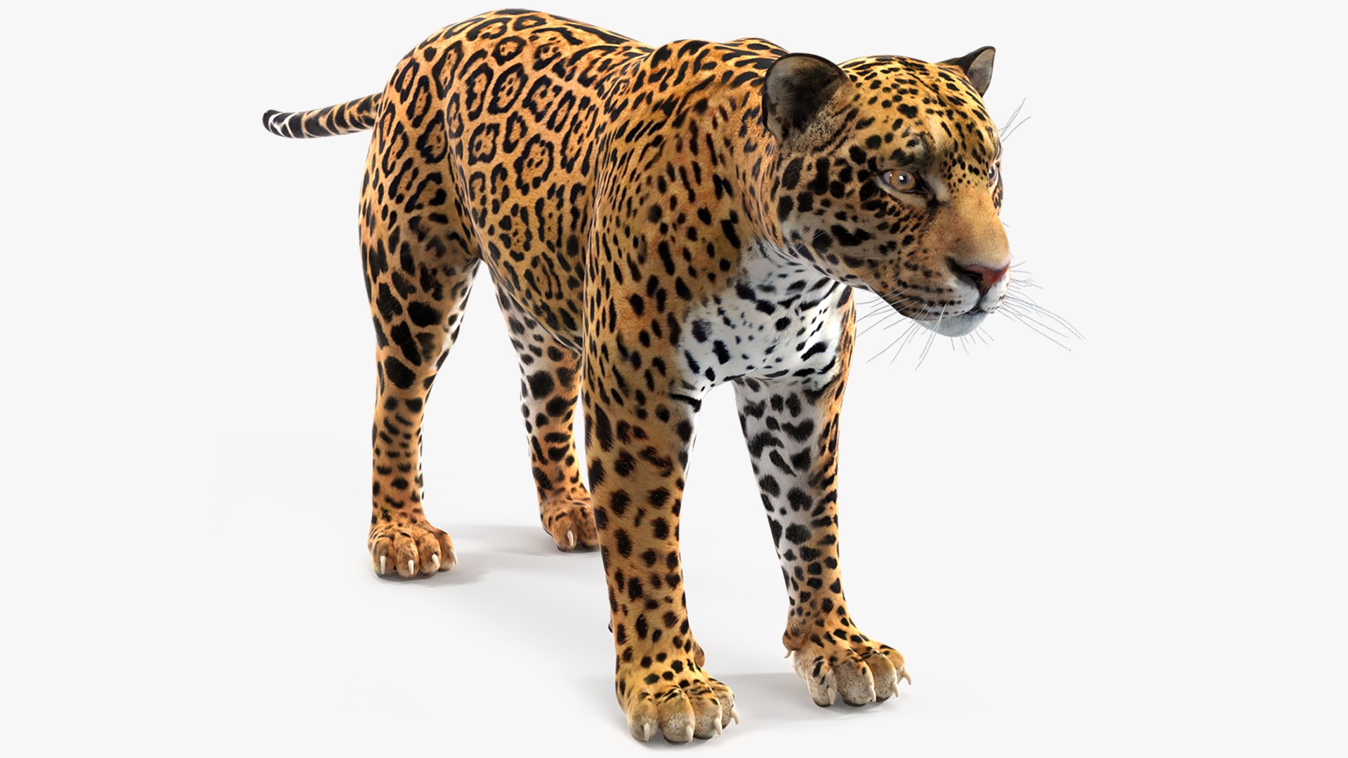 Jaguar 3D model preview