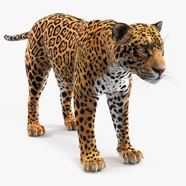 Jaguar 3D model