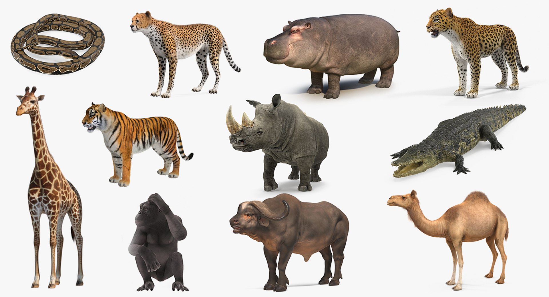 3D african animals 8 model https://p.turbosquid.com/ts-thumb/sw/Oxt9qB/1A/africananimalscollection8vray3dmodel001/jpg/1611562845/1920x1080/fit_q87/78e6aaf36c79e75ea2cfe169c61c7b6c16eaaeb4/africananimalscollection8vray3dmodel001.jpg
