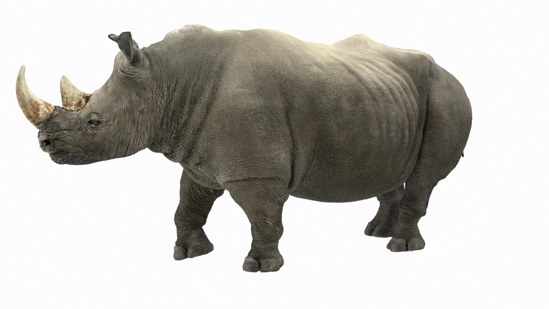 3D african animals 8 model https://p.turbosquid.com/ts-thumb/sw/Oxt9qB/1a/rhino_standing_pose_360/jpg/1611550796/1920x1080/turn_fit_q99/eeadbd387582960eceb264695eb9cfcfad889a60/rhino_standing_pose_360-1.jpg