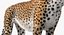 Coleção Animais Africanos 8