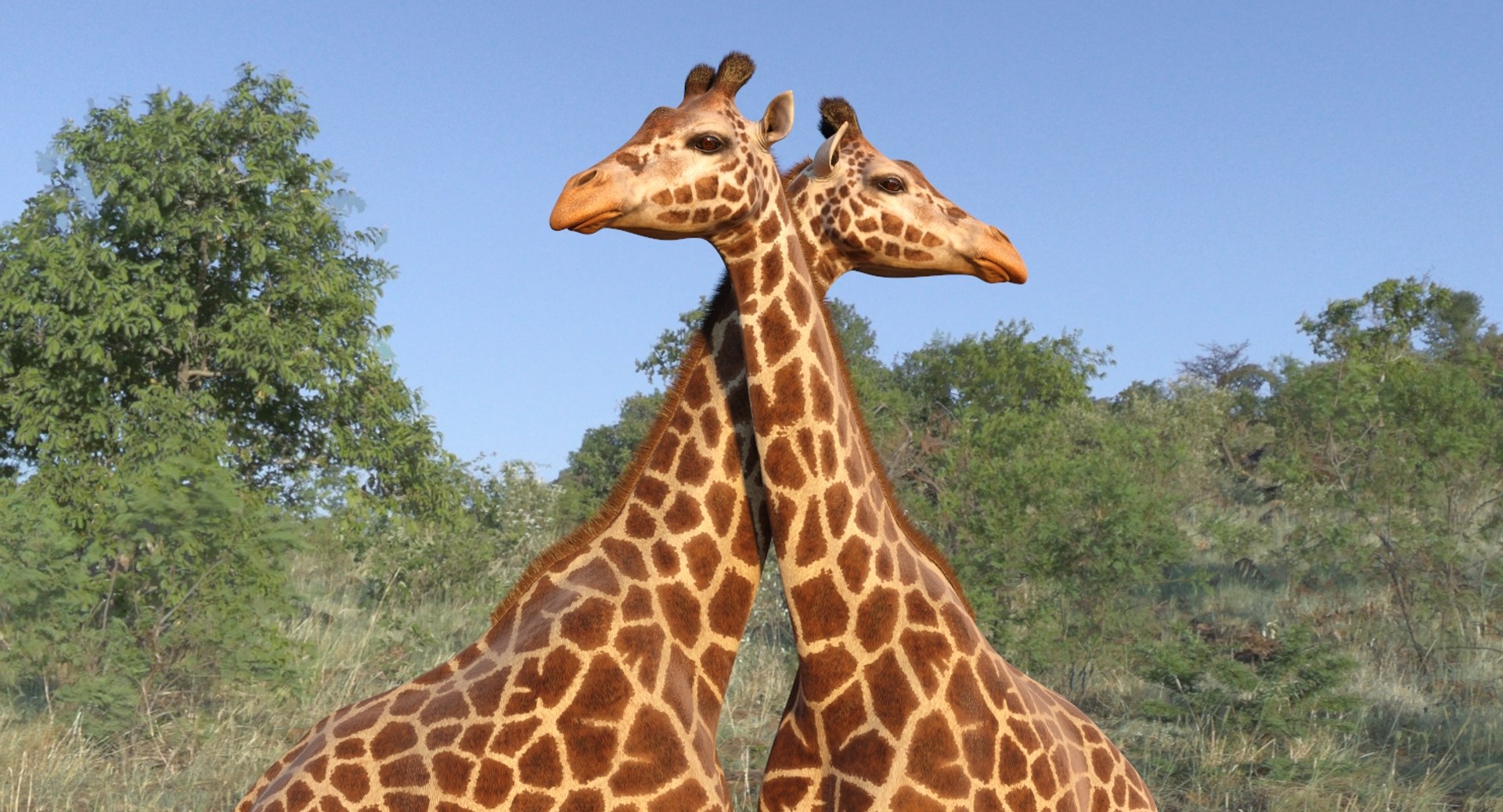 3D african animals 8 model https://p.turbosquid.com/ts-thumb/sw/Oxt9qB/Ns/africananimalscollection8vray3dmodel043/jpg/1611562888/1920x1080/fit_q87/341ff554a6d95d9ec57cf907f7d5d7396675ab43/africananimalscollection8vray3dmodel043.jpg