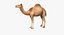 Coleção Animais Africanos 8