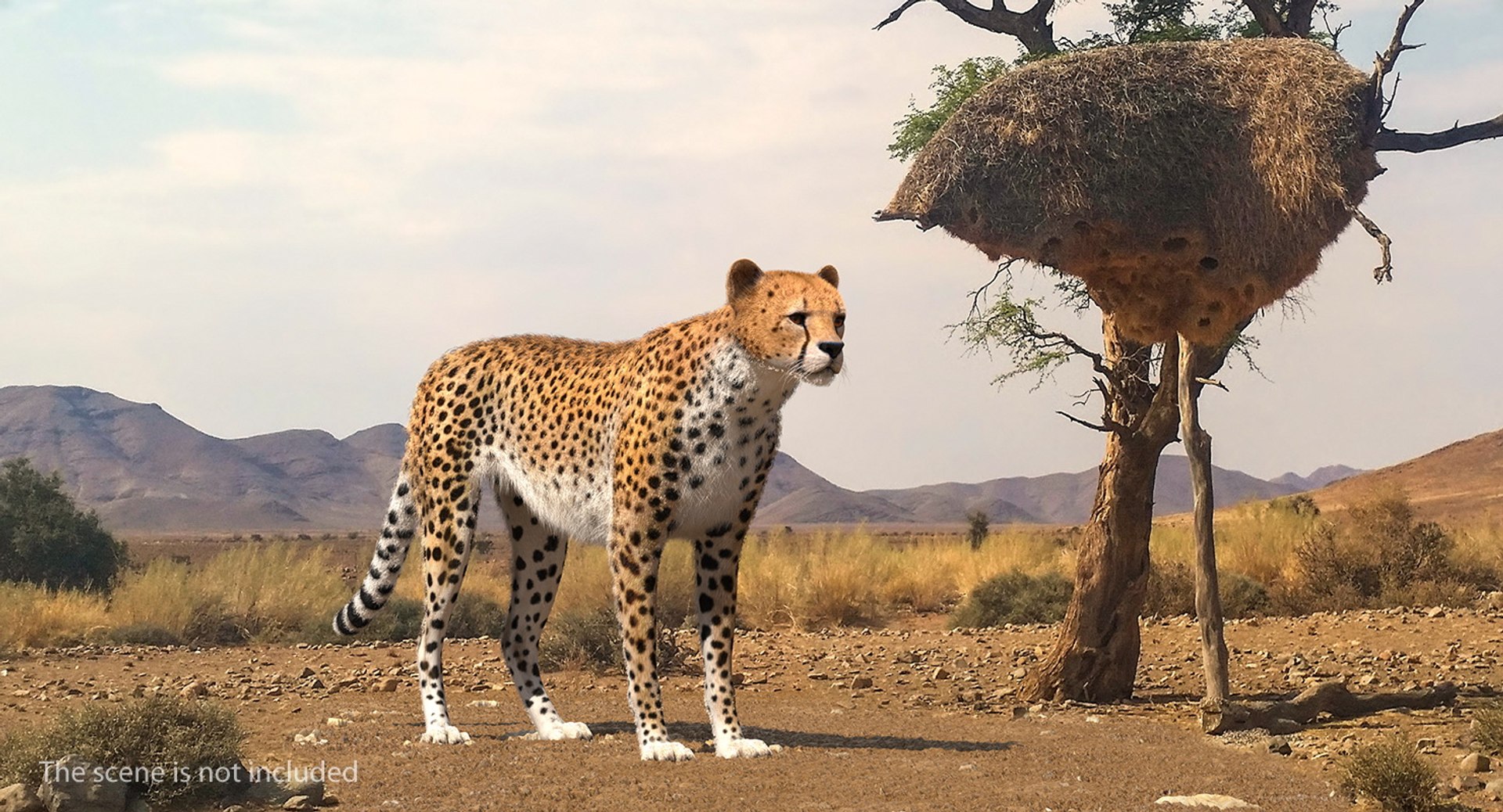 3D african animals 8 model https://p.turbosquid.com/ts-thumb/sw/Oxt9qB/Vr/africananimalscollection8vray3dmodel052/jpg/1611562902/1920x1080/fit_q87/0da2c5071800b3fdb6801bb0c4101a003fa619b3/africananimalscollection8vray3dmodel052.jpg