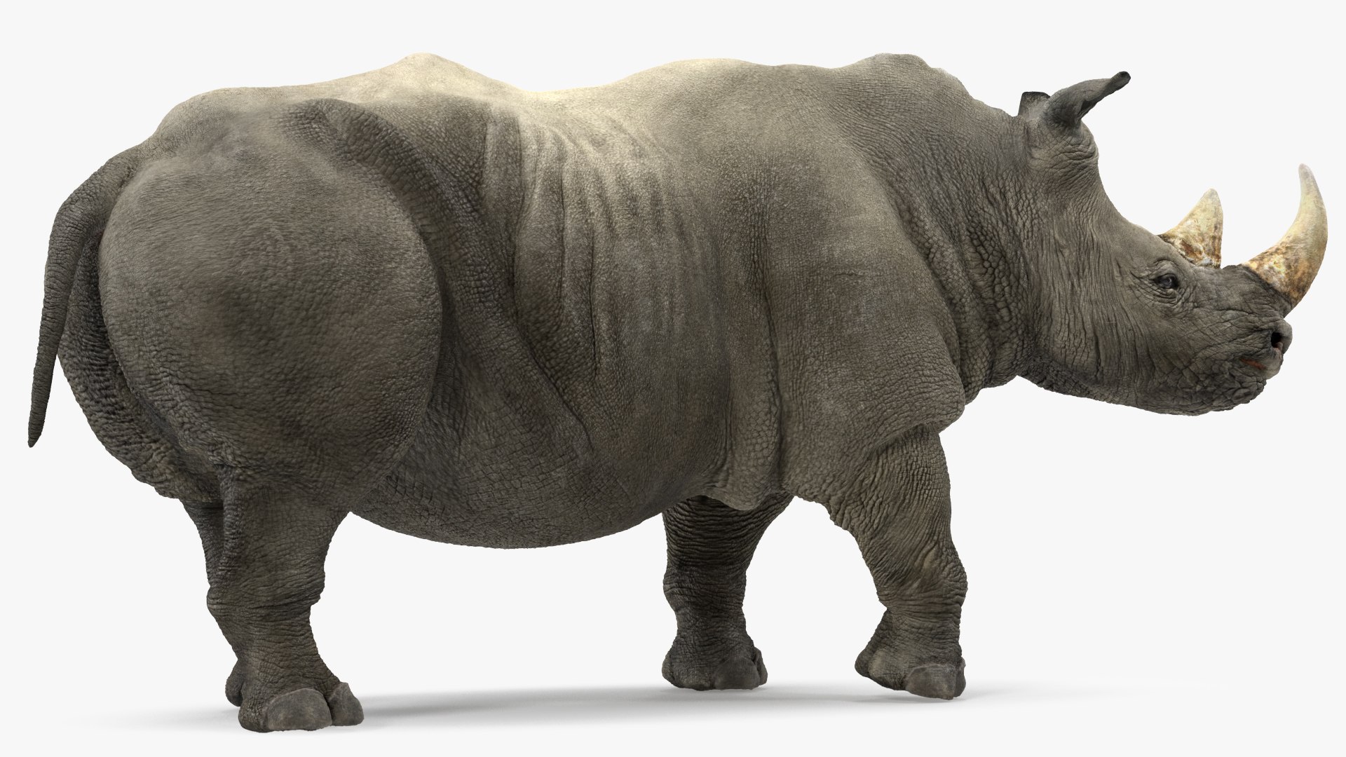 3D african animals 8 model https://p.turbosquid.com/ts-thumb/sw/Oxt9qB/Yq/africananimalscollection8vray3dmodel010/jpg/1611562854/1920x1080/fit_q87/a21fdef6c6c2f25fdbb87b3bc2a21a01c7529f76/africananimalscollection8vray3dmodel010.jpg