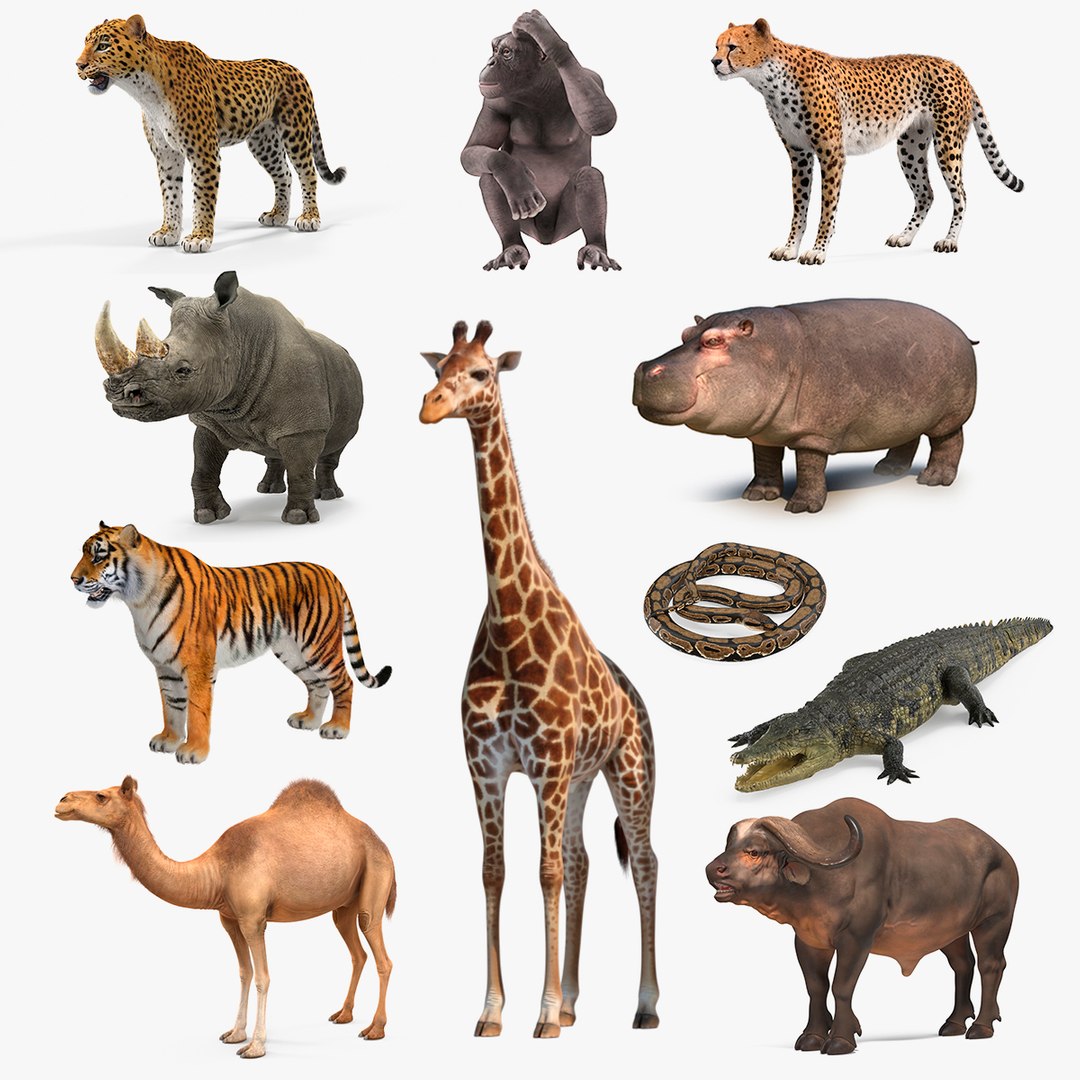 African Animals Collection 8 3D model preview