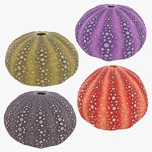 Sea Urchin Shell Collection 3D model
