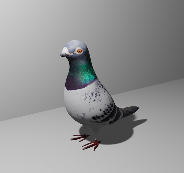 Realistic pigeon 3D - TurboSquid 1953763
