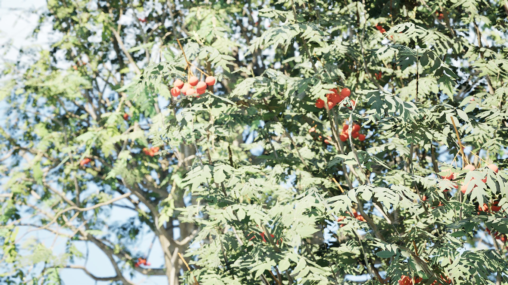 Rowan Tree 3D Model Collection model https://p.turbosquid.com/ts-thumb/sw/a8gLXV/20/highresscreenshot00002/jpg/1754919849/1920x1080/fit_q87/cb25394749a95e3230b438e248d25a04bd3d5fb5/highresscreenshot00002.jpg