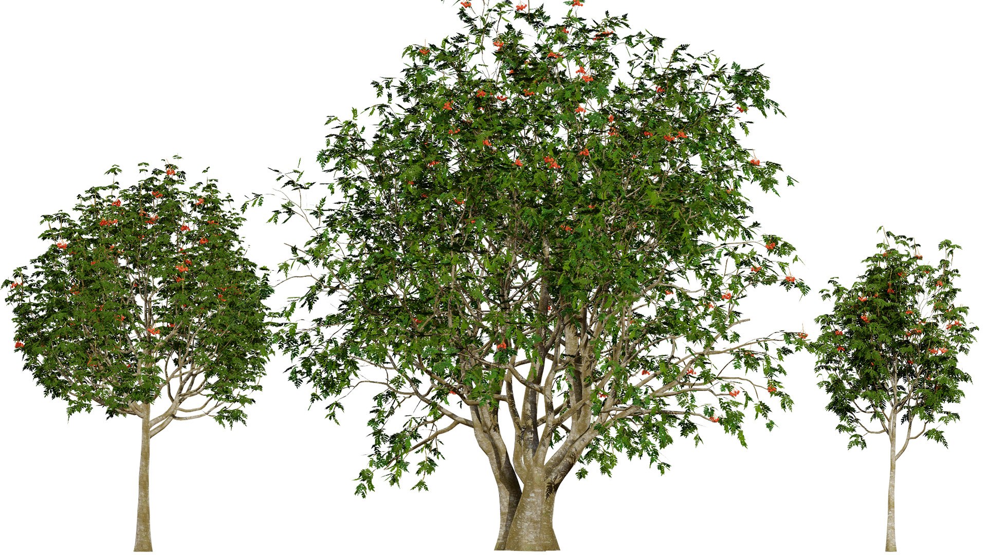 Rowan Tree 3D Model Collection model https://p.turbosquid.com/ts-thumb/sw/a8gLXV/6s/00artcover/jpg/1754919829/1920x1080/fit_q87/1ac170fe6ee73aa05de73b94db3a44a9e52bd335/00artcover.jpg