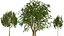 Rowan Tree 3D Model Collection