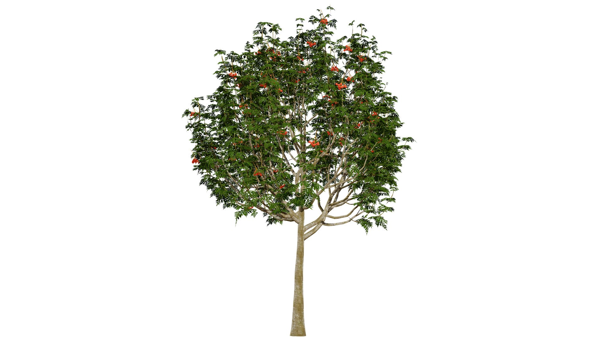 Rowan Tree 3D Model Collection model https://p.turbosquid.com/ts-thumb/sw/a8gLXV/F4/012ws23l/jpg/1754919828/1920x1080/fit_q87/8fd8c510c43de9500aa255b2b658349c9fe9551b/012ws23l.jpg