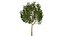 Rowan Tree 3D Model Collection