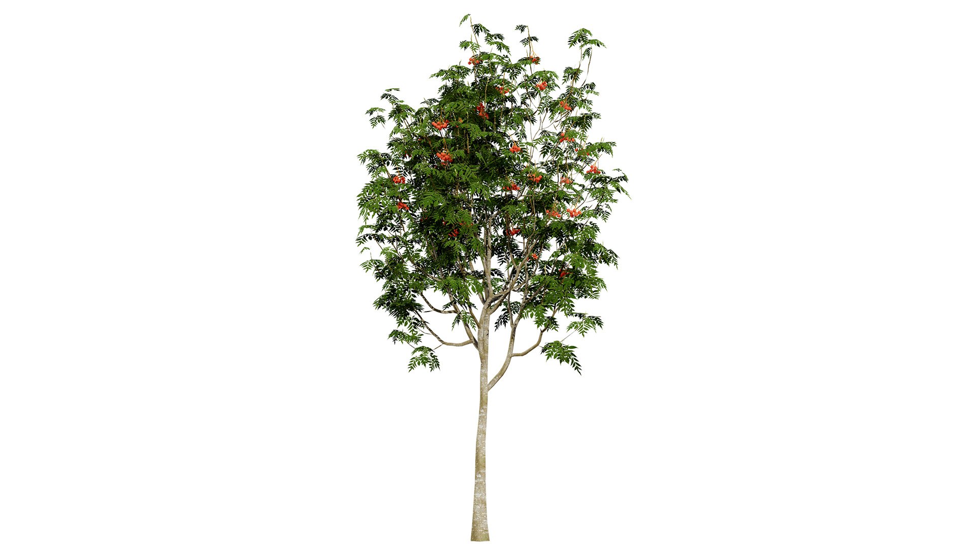 Rowan Tree 3D Model Collection model https://p.turbosquid.com/ts-thumb/sw/a8gLXV/LM/3d3l/jpg/1754919834/1920x1080/fit_q87/3274c627d890a16b96005976aa45013d3336e370/3d3l.jpg