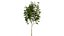 Rowan Tree 3D Model Collection