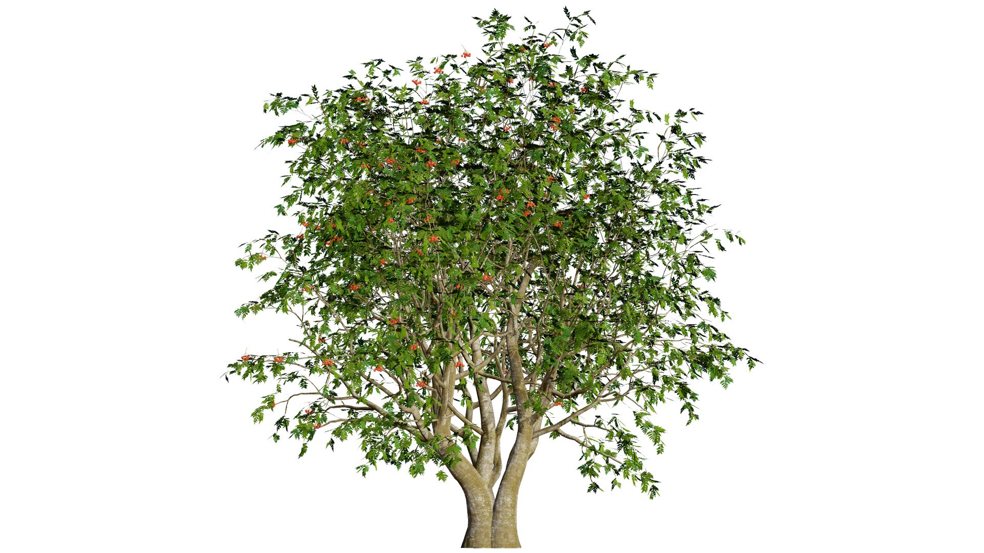 Rowan Tree 3D Model Collection model https://p.turbosquid.com/ts-thumb/sw/a8gLXV/NC/102l/jpg/1754919831/1920x1080/fit_q87/d80a73ca76b0355aba41839b3cd008f3ca73093f/102l.jpg