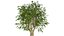 Rowan Tree 3D Model Collection