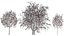 Rowan Tree 3D Model Collection