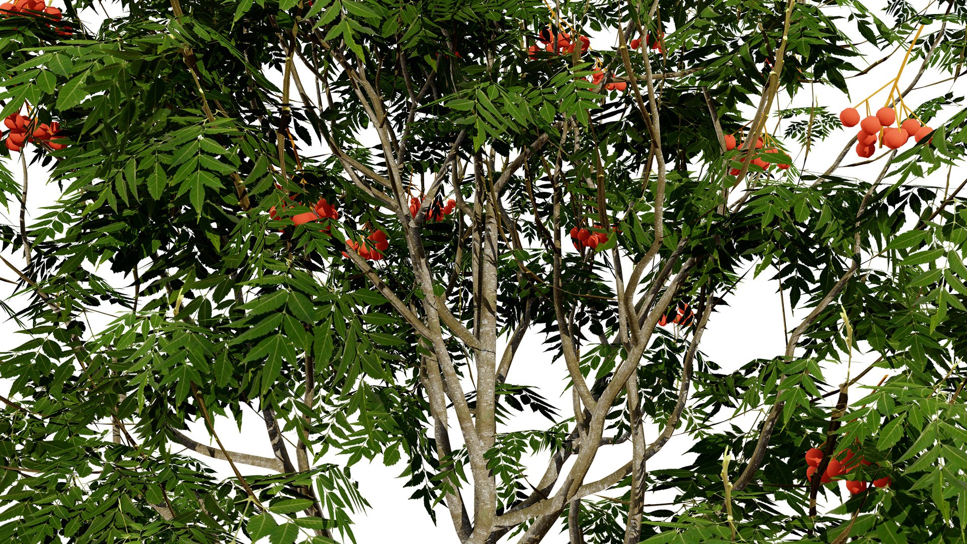 Rowan Tree 3D Model Collection model https://p.turbosquid.com/ts-thumb/sw/a8gLXV/eF/3z6589l/jpg/1754919842/1920x1080/fit_q87/7025fdccd64b1ea51ab04d3a59e6e1b17471d145/3z6589l.jpg