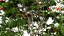 Rowan Tree 3D Model Collection