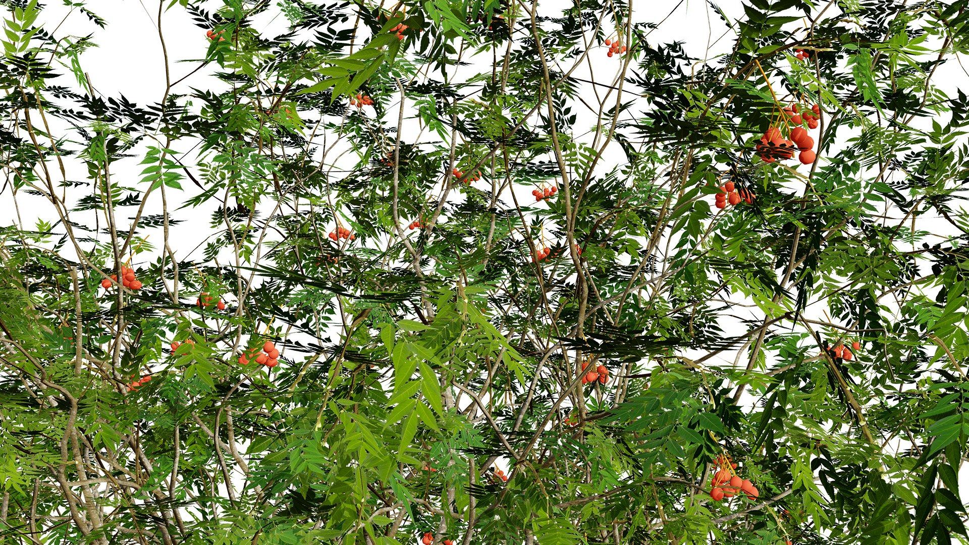 Rowan Tree 3D Model Collection model https://p.turbosquid.com/ts-thumb/sw/a8gLXV/gr/1z3256l/jpg/1754919839/1920x1080/fit_q87/13f9d1552210bbddd7bb6e4d4dfdfe63e55b4f01/1z3256l.jpg