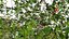 Rowan Tree 3D Model Collection