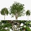 Rowan Tree 3D Model Collection
