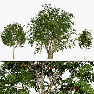 Rowan Tree 3D Model Collection