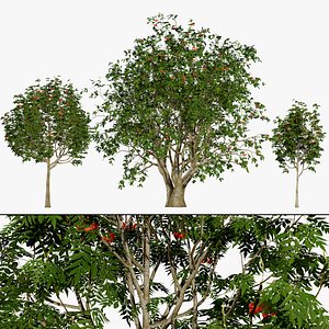 Rowan Tree 3D Model Collection