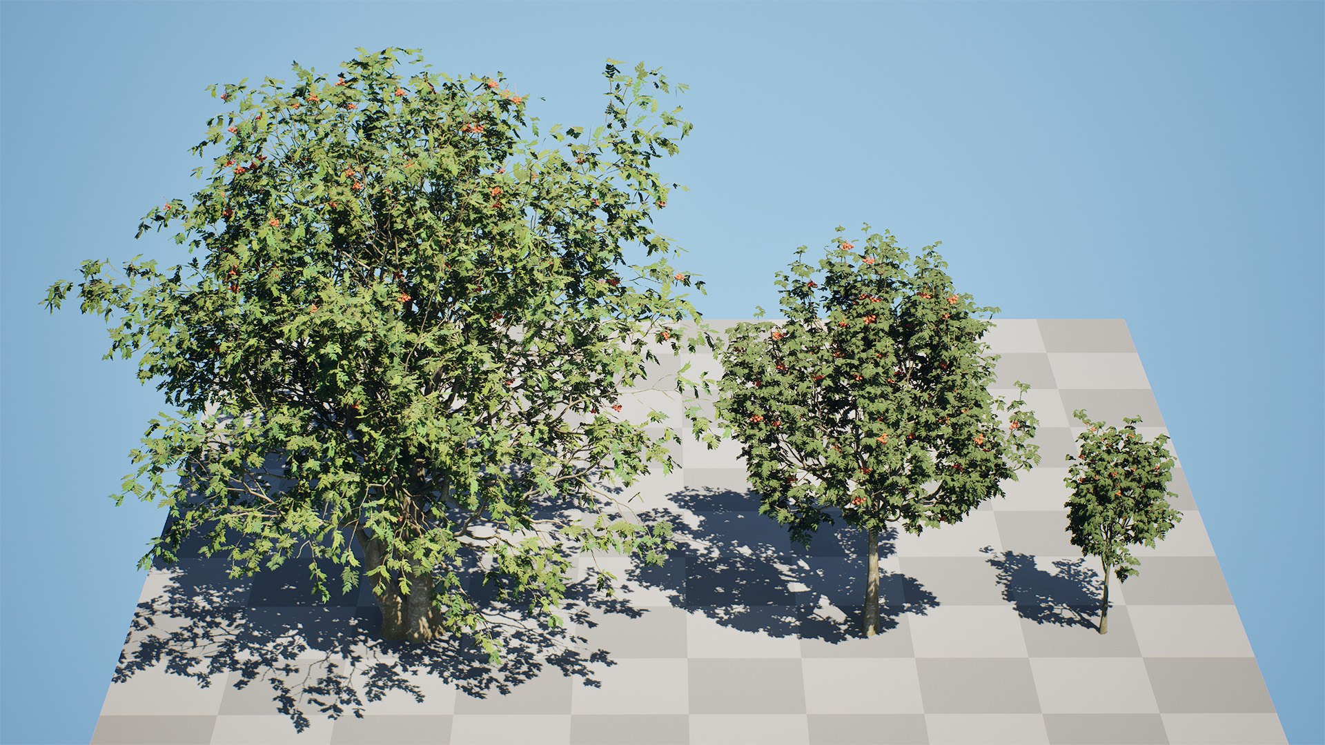 Rowan Tree 3D Model Collection model https://p.turbosquid.com/ts-thumb/sw/a8gLXV/lf/highresscreenshot00000/jpg/1754919842/1920x1080/fit_q87/98384b82a913c45c7fed72b9f3e6dc074057d023/highresscreenshot00000.jpg