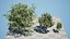 Rowan Tree 3D Model Collection