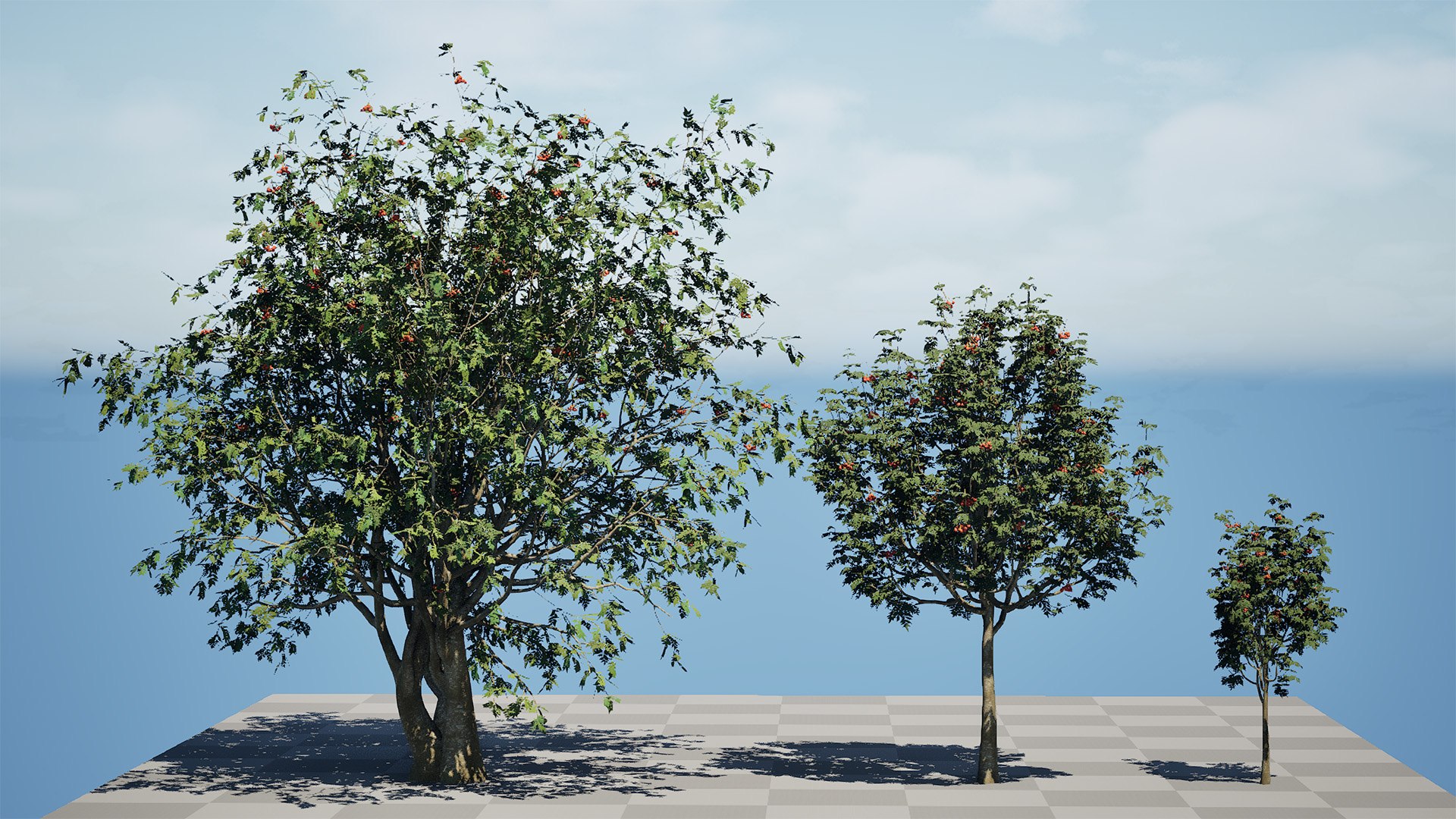 Rowan Tree 3D Model Collection model https://p.turbosquid.com/ts-thumb/sw/a8gLXV/vJ/highresscreenshot00001/jpg/1754919848/1920x1080/fit_q87/3d413d83deba9fefc48b64918c6b723a6bbde513/highresscreenshot00001.jpg