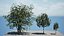 Rowan Tree 3D Model Collection