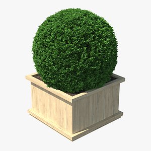3D boxwood shrub wooden box