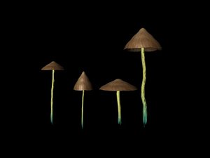 Maya 6 Shroom