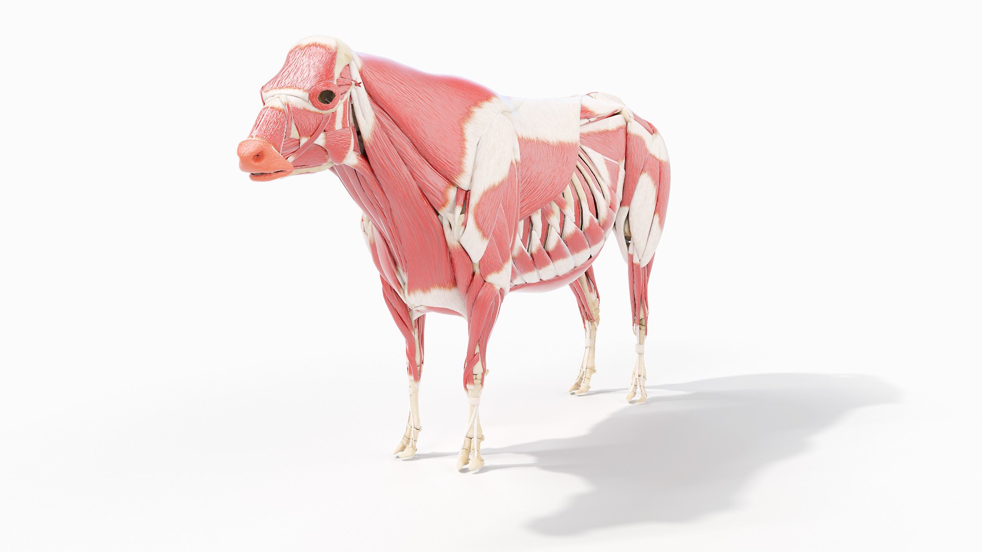 Cow Body Skeleton and Muscles Static model - TurboSquid 1893510