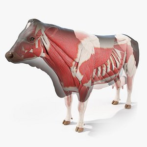Cow  Body Skeleton and Muscles Static model