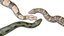 python reptiles boa 3D