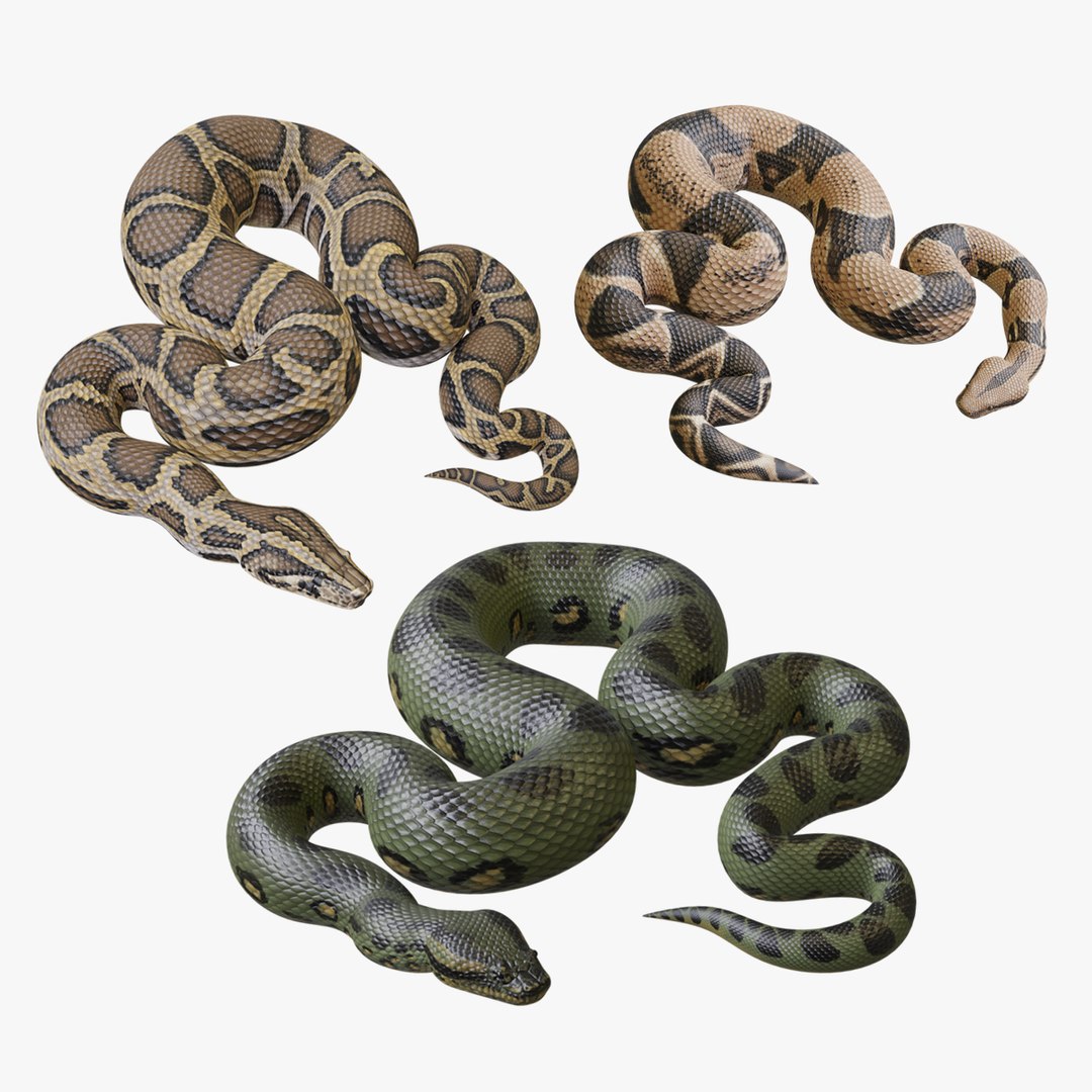python reptiles boa 3D https://p.turbosquid.com/ts-thumb/sw/ispdpv/fIM0bQhB/pythons_v1_anim_primary/png/1585018337/1920x1080/fit_q87/8509803bd293af09683ab7a25ea06f628af43c30/pythons_v1_anim_primary.jpg