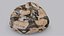 python reptiles boa 3D