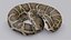 python reptiles boa 3D