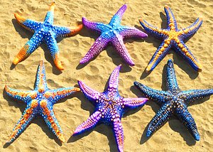 Starfish Pack