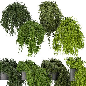Collection plant vol 304 - Indoor ampelous hanging - cinema 4d - 3dmax -blender
