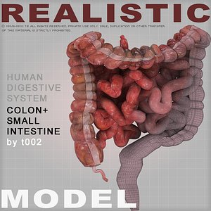 Highly Detailed Colon and Small Intestine