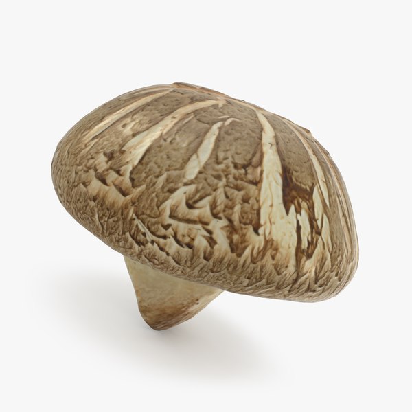 3D model shiitake mushroom