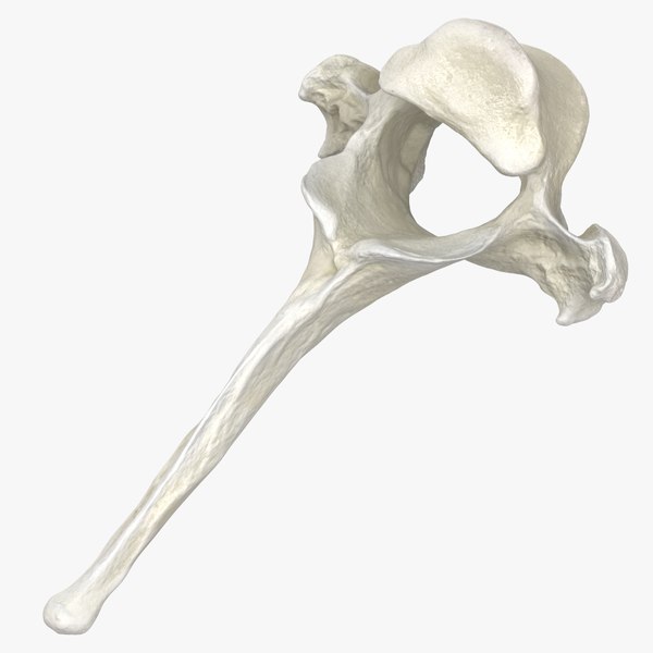 domestic_cat_thoracic_vertebrae_th5_square_0000.jpg