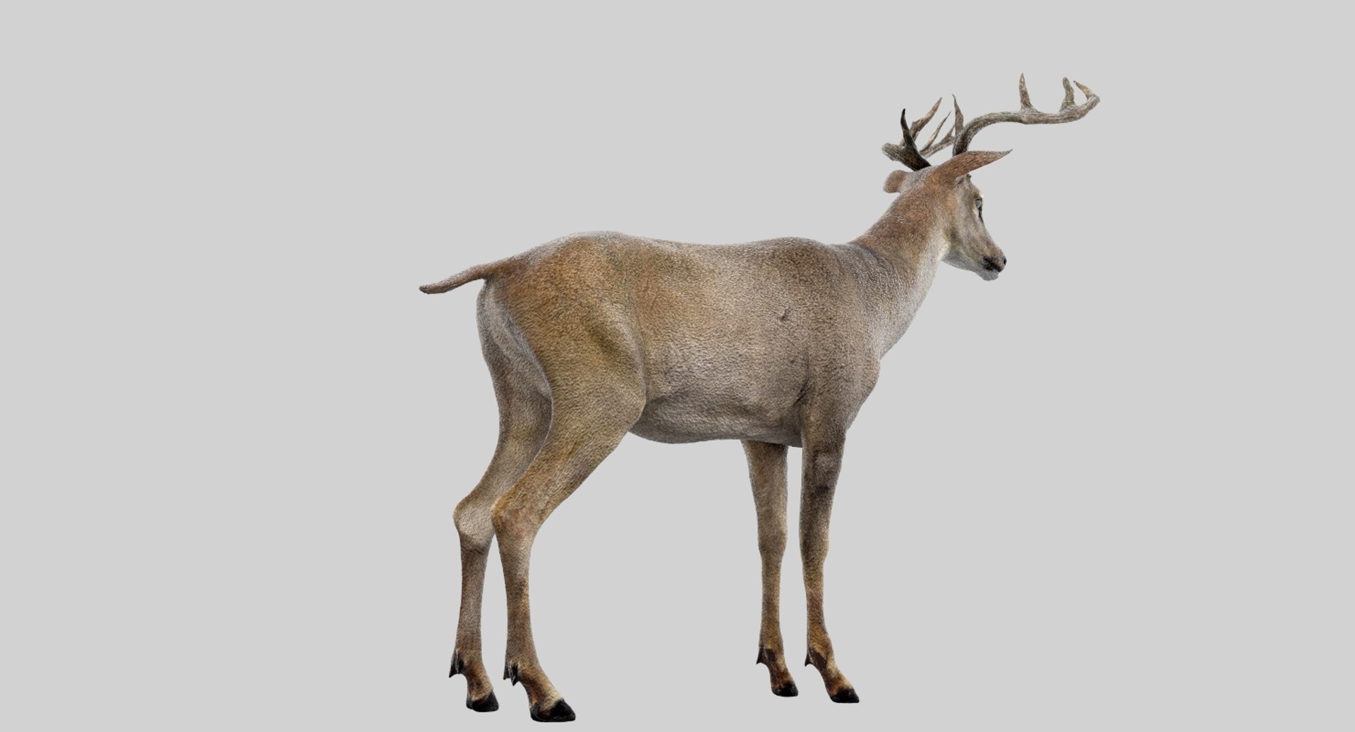 Deer Rigged 3D Model | 1144346 | TurboSquid